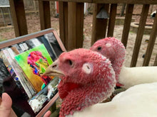 Load image into Gallery viewer, Bold and Bright Turkey Fine Art Paper Print