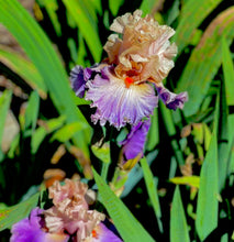Load image into Gallery viewer, Discovered Treasure Iris Original Oil Painting