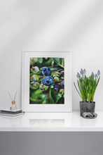 Load image into Gallery viewer, Blueberries & Raspberries ART SET of 2 Paper Prints